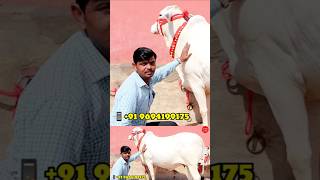 Milk white Tharparkar #cow #cattle #dairy #cowdairyfarm #dairyfarm #Shorts