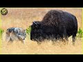 Top 5 Most Incredible Wolves on Earth: Secrets of Their Survival and Strength | Animal Fighting