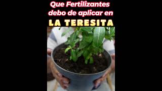 Fertiliza tus VINCAS con esto y se llenaran de FLORES | Teresitas