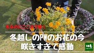 【冬なのにこんなに咲く】冬越しするお花の成長記録！！マーガレットやタゲテスゴールドメダルがモリモリ過ぎ！【PWアンバサダーの冬越し記録】