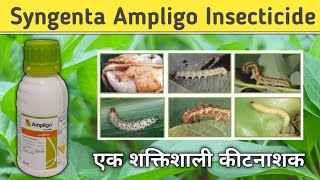 Ampligo Syngenta || Ampligo Insecticide सभी प्रकार कीट को कंट्रोल करता है