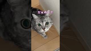 久しぶりに会ったシッターさんにまさかの反応をしちゃうお出迎え猫。 #shorts