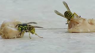 Darazsak eledel gyűjtése (Amikor a videós nyaral) Wasps collecting food.