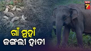 ମଧୁବନ ଗାଁ ମୁହାଁ ଜଙ୍ଗଲୀ ହାତୀ, ହାତୀ ଘଉଡ଼ାଇବା ପାଇଁ ବନ କର୍ମଚାରୀଙ୍କ ଚେଷ୍ଟା ଜାରି