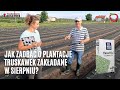 Jak zadbać o plantacje truskawek zakładane w sierpniu?