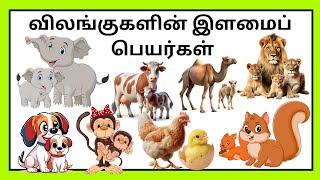 விலங்குகளின் இளமைப் பெயர்கள்|Learn Animals \u0026 their babies name for kids inTamil /@PRINIT1419