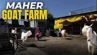 Maher Goat Farm Bhopal Ke Nayab Gulabi Bakre