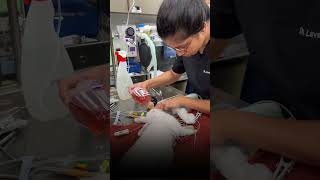 Cataract Surgery For An Exotic Pet! - The Eye Vet