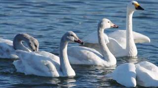 コハクチョウ　Whistling Swan (Nikon D300s)