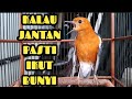 LANGSUNG RESPON! 100% efektif buat pancingan Anis merah bisu macet total biar bunyi kembali 