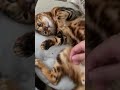 ツンデレ猫がつい甘えてしまう瞬間。ベンガル猫の甘え方。　　 music cat ベンガル youtube shorts