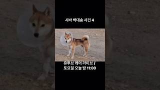 시바 박대송 사건 이후 스토리 라이브 예고