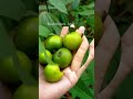 Buah Bidara Arab rasanya asem Manis mirip Apel Malang | Pohon Bidara | Khasiat Bidara | Ruqyah