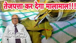 अधिक आमदनी के लिए तेजपत्ता की खेती करें।। Shreemukh Kisan