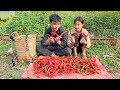 Homeless boy and a poor girl earn a little money from picking chili peppers to sell