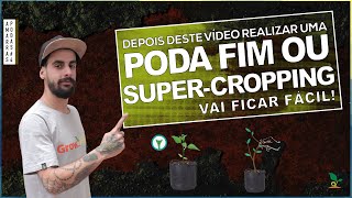 SUPER-CROPPING E PODA FIM - AMARRAS E PODAS | Parte 4