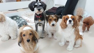 おやつの気配を察すると現れるトイプードル　🐶ひみつきちなう！①🐶  2023年8月23日