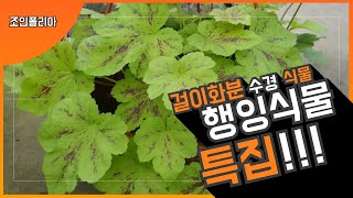 조인폴리아 행 잉 식 물🌳 걸이 화분🌺 수경재배 💚특집 💚식물 이름 가격 키우기정보 🎀조인폴리아🎀