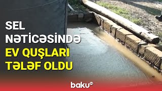 Goranboyda sel nəticəsində ev quşları tələf oldu