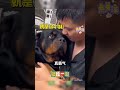 男子家狗喜欢上霸道总裁，霸总声音一出秒变“小娇狗” 萌宠 搞笑 pets 狗狗