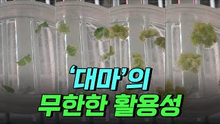 [핫클립] '대마'의 무한한 활용성 / YTN 사이언스