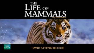 The Life of Mammals Soundtrack (2002)