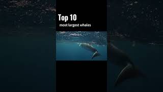 Whale Wonders: Discover the Ocean's Majestic Giants #wildlife #africananimal #wildlifediversity