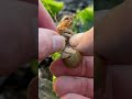 Blood Sucking Parasite Removed From Ally the Shrimp #satisfying #shorts