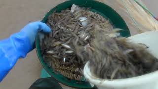 video 4/5 FORTH HAUL OF THE SHRIMP BEAM, FISHING THE CROSS OVER OF THE TIDE, BIG BAG OF SHRIMPS!