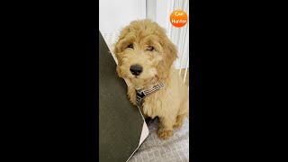 Our Hunter ｜脖子能转180度的狗狗【金毛贵宾犬】Goldendoodle Puppy Hunter can turn his neck 180 degree ｜幸福童年 026