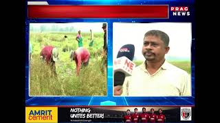 Youth being self reliable by doing Mustard farming in Mushalpur || Watch to know more