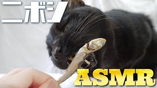 【ASMR】にぼしの頭だけを残す猫の咀嚼音🐈🐟🎧ASMR Cat Eating Dried Fish