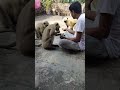 ♥️🐒♥️ খুব সুন্দর ভাবে হাত থেকে ছোলা খাচ্ছে ♥️🐒♥️ jayhunuman vairalsorts