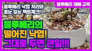 블루베리의 떨어진 낙엽 그대로 두면 큰일!! 블루베리 재배 교육 블루베리 낙엽 처리와 꽃눈 잎눈 팩트체크!