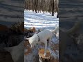 16 километровая прогулка выходного дня🌞 хаски сибирскийхаски моисобаки husky dogs