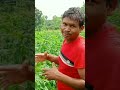 cluster beans sowing january 31 2025 farming vegetablefarming sangamaifarming