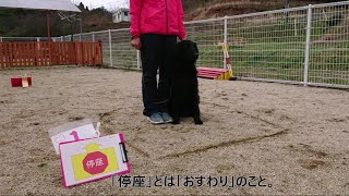 ラリーオビディエンス、超ざっくり紹介、解説。【犬のしつけ、訓練、トレーニング】