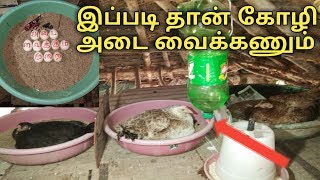 நாட்டு கோழி அடை வைக்கும் எளிய முறைகள்.