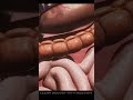 Digestive system, Respiratory system & Skeletal Hand 3D Animation. #shorts #shortvideo #short