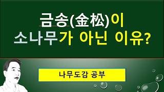 금송이 소나무가 아닌 이유? : 금송이 낙우송과가 아닌 이유? : 송진구멍길(수지도), 헛물관(가도관 假導菅), 염색체 숫자.