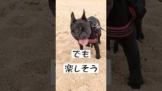 砂だらけでもへっちゃら#shorts#フレンチブルドッグ#フレブル#砂浜#ペット#わんこ#frenchbulldog#frenchie#dog