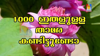 ആയിരം ഇതളുള്ള താമര കണ്ടിട്ടുണ്ടോ ? ഇല്ലെങ്കിൽ കണ്ടോളൂ ....A thousand-petalled lotus