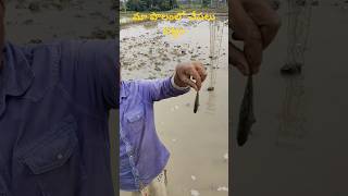 మా పొలంలో చేపలు పట్టం #viral #fishing #fishingvideo