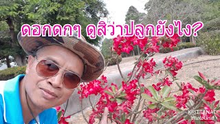 ชวนชมสตอรี่#41:ชวนชม  ปลูกยังงี้ก้อได้เหรอ?