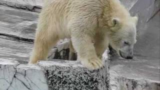 あっ！　（札幌円山動物園のホッキョクグマの赤ちゃん）