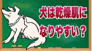 犬が乾燥肌になる理由と自宅でできる効果的な対策法【獣医師解説】