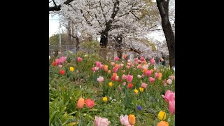 風車とチューリップと桜🌷🌸都立浮間公園　2024 04 04 142954