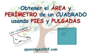 Pies y pulgadas-perímetro de un rectángulo