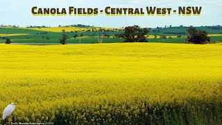 Stunning Cowra NSW Canola Fields From Above September 2020