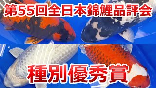 【種別優秀賞】第55回全日本総合錦鯉品評会